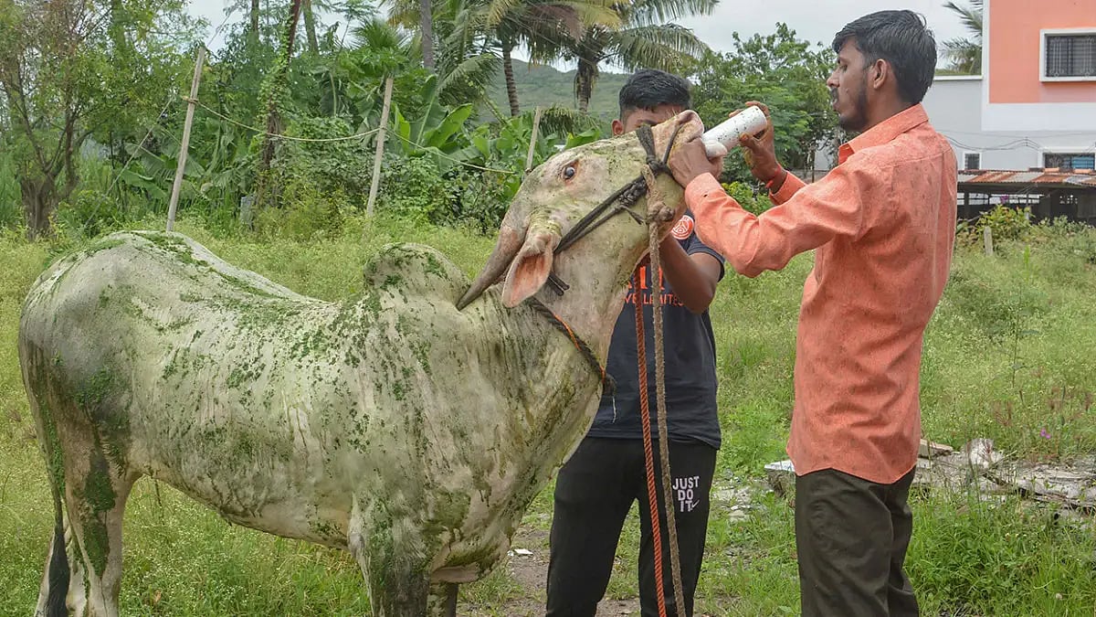 Lumpy skin disease in cattle 	