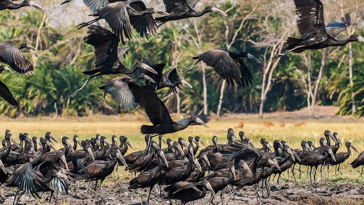 The Bhitarkanika National Park played host to over one lakh migrant water birds this monsoon