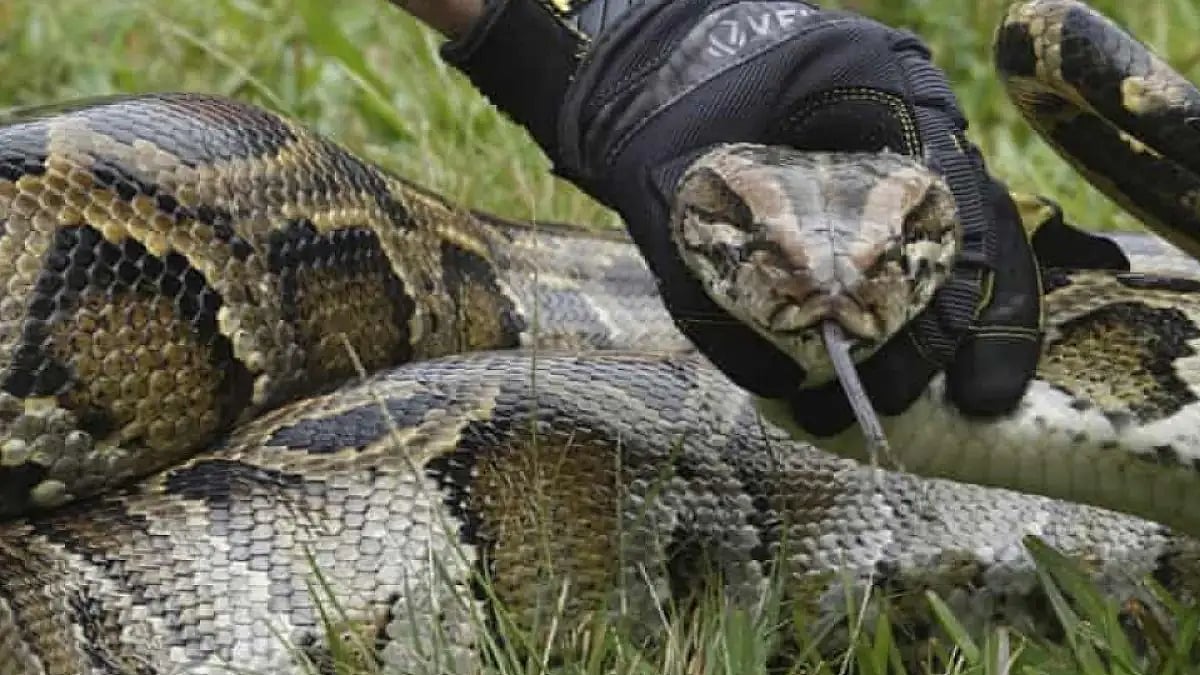 An eight-foot long python was rescued in a village in Jharkhand’s Palamau Tiger Reserve