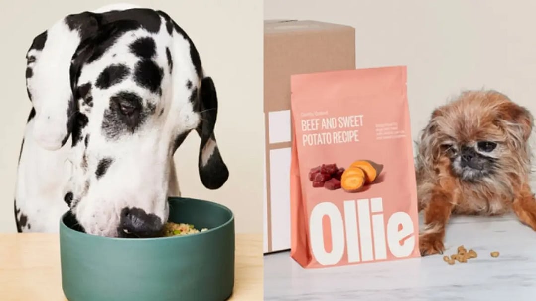 Ollie price top dog food