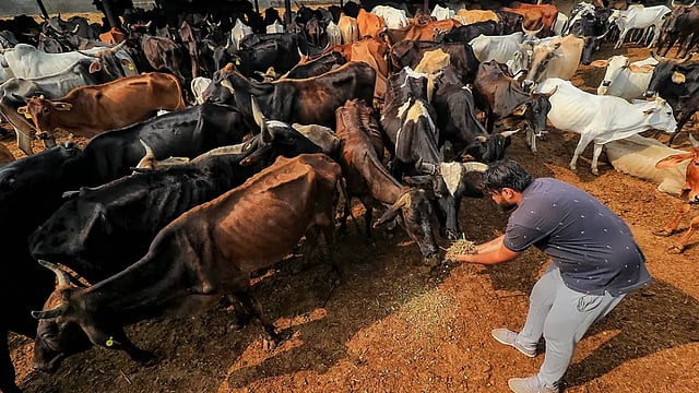 Chhattisgarh Government Taking Preventive Measures Though No Cattle Lumpy Skin Disease Case Detected