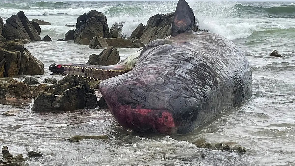 Stranded whales in Australia