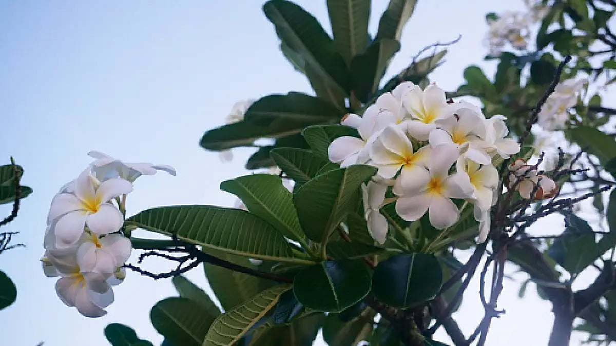 The singing Frangipani 
