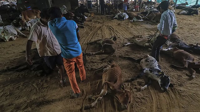PIL In HC Seeks SOP From Maharashtra Government On Tackling Lumpy Skin Disease