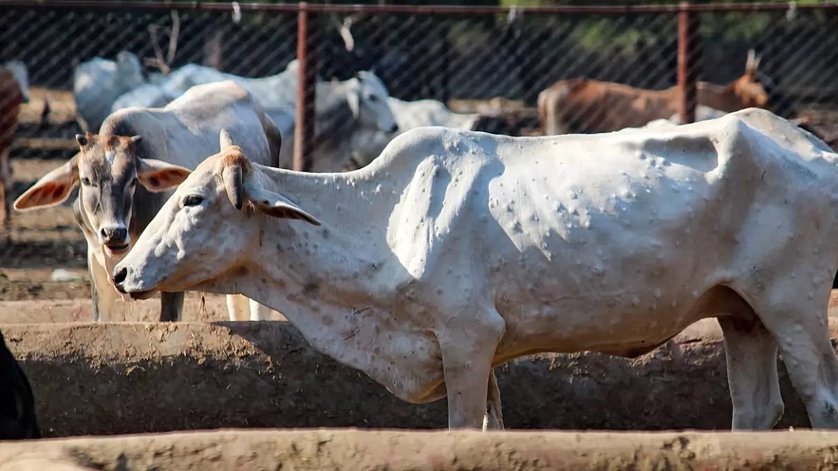 Lumpy skin disease in cow
