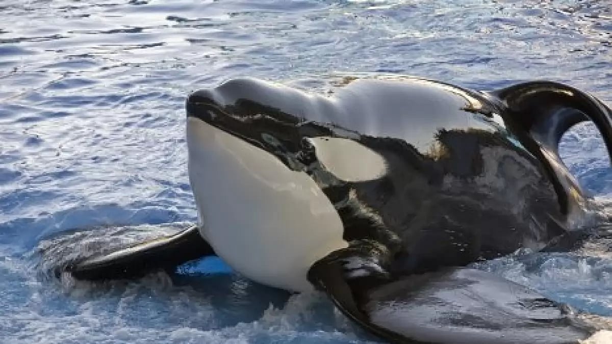 “Kiska,” The World’s Loneliest Orca Has Lived in Captivity For Over 40 Years That Is “tantamount to torture”