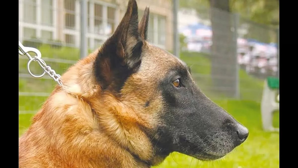 Army dog (Representative image)