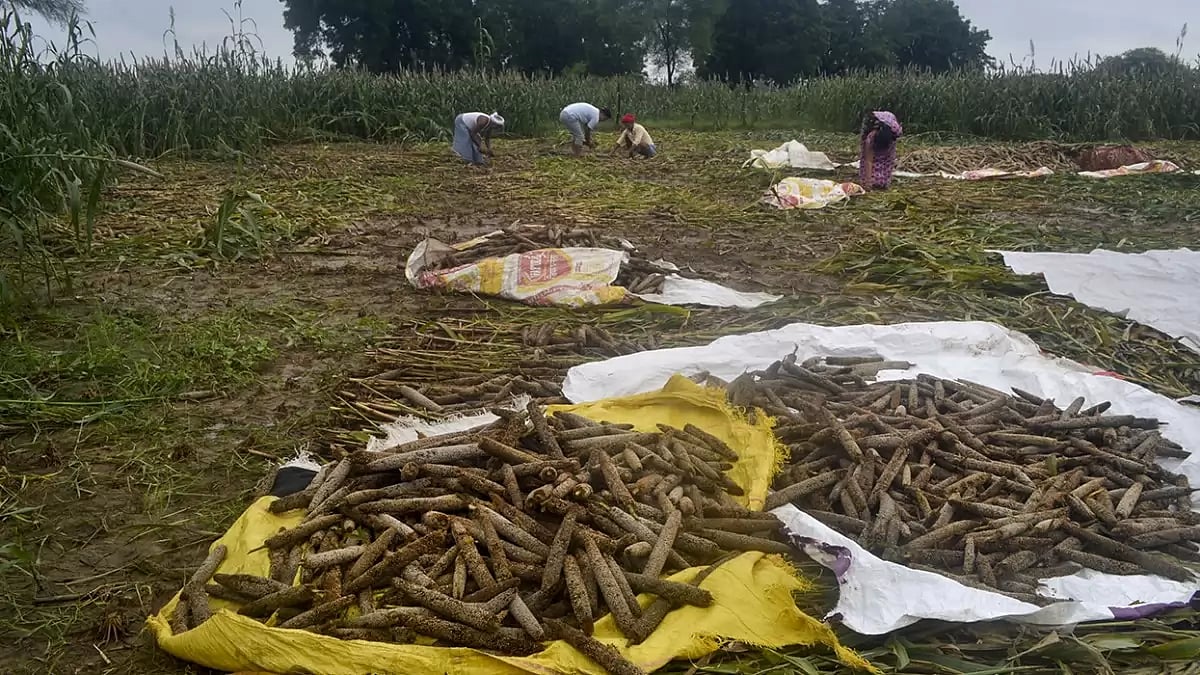 Agriculture: Damaged crops in UP