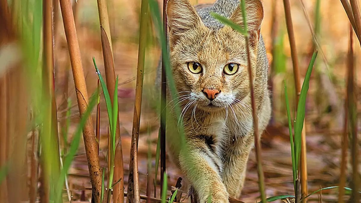 Survey to find out population of state animal 'baghrol' or the fishing cat in West Bengal