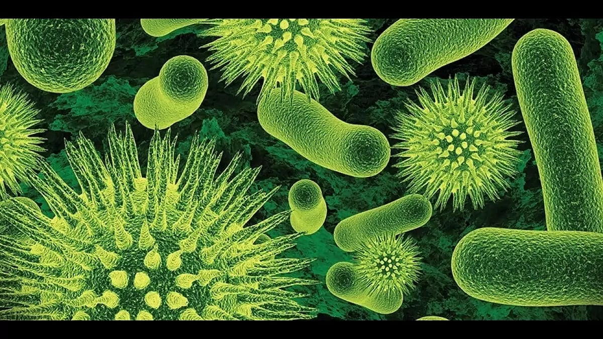 Best Probiotic for IBS 