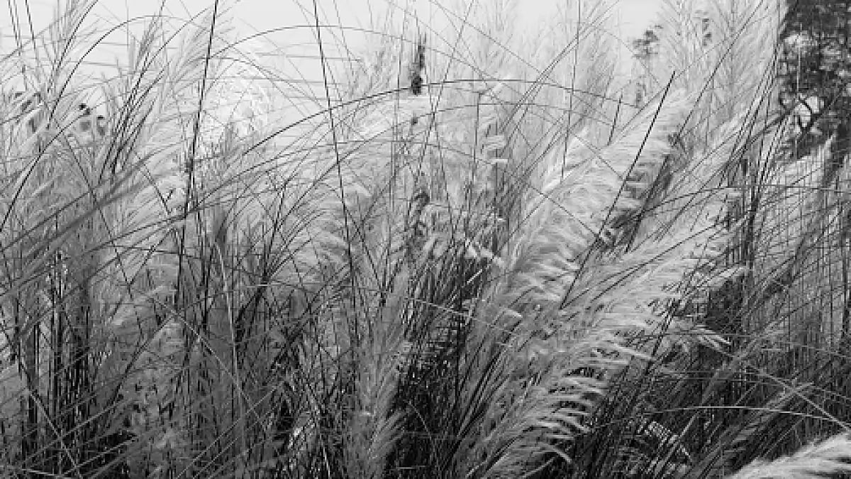 Down nostalgia alley 