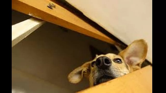 Diwali: How To Calm Your Pet In High Decibel Cracker Zones
