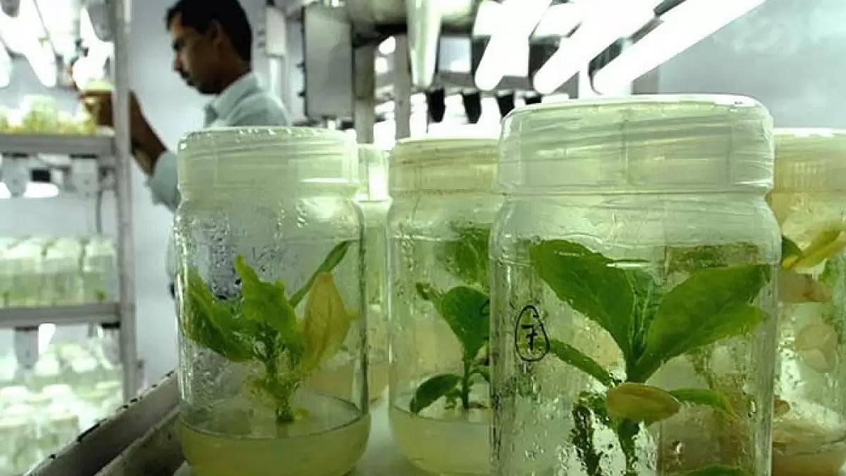 So far, only BT Cotton's commercial cultivation is permissible in the country.