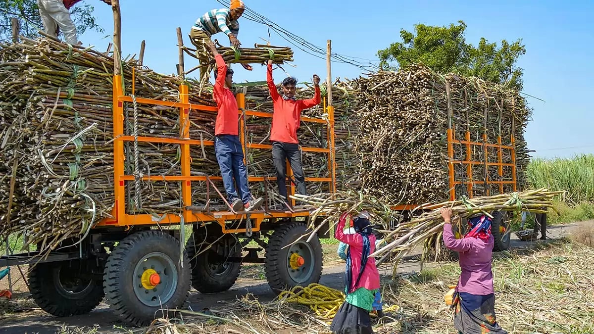 Agriculture: Sugarcane farm in Karad