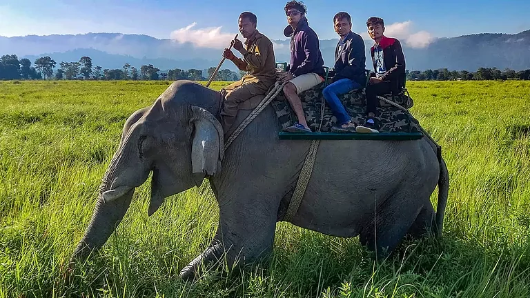 Elephant safari at Kaziranga National Park - null