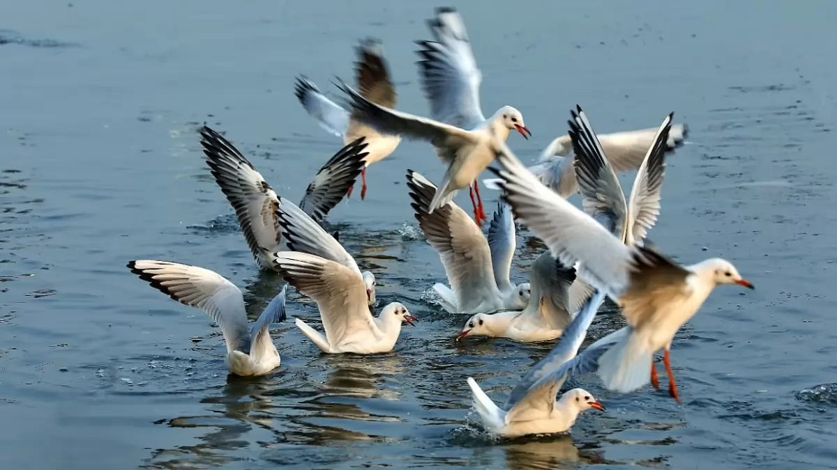 Migratory Birds