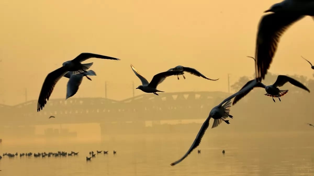 Migratory Birds