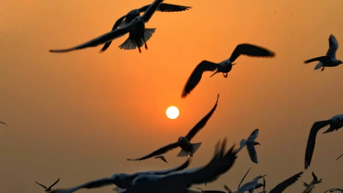 Migratory Birds
