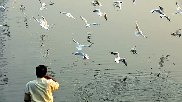 Migratory Bird Arrivals At Punjab's Harike Wetland Decline This Season, Latest Census Shows