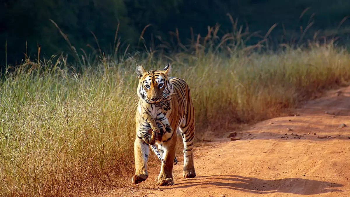 Tigress with cub at Tadoba Andhari Tiger Reserve 