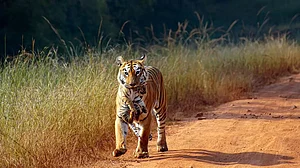 File photo : According to official documents, the 35.94-hectare site lies within a crucial wildlife corridor that connects the Tadoba–Andhari Tiger Reserve with the Brahmapuri–Gadchiroli forest landscape. The area is known to support around five tigers, eight to 10 leopards, sloth bears and several other wildlife species.