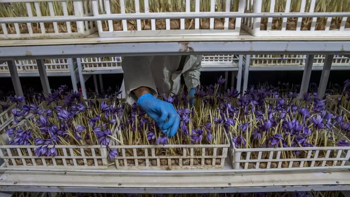 Indoor saffron cultivation in Kashmir