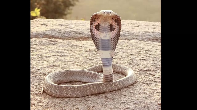 Eight-year-old Boy Gets Bitten By Cobra, Bites Snake Twice, Snake Dies
