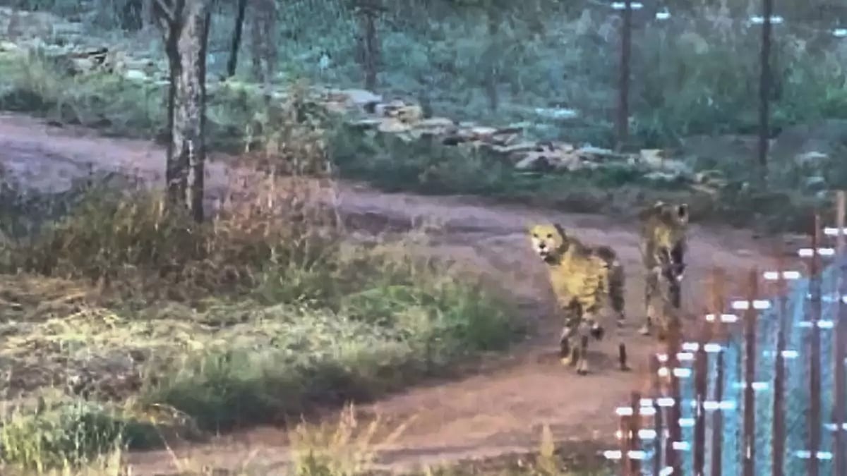 Cheetahs released after quarantine at Kuno National Park