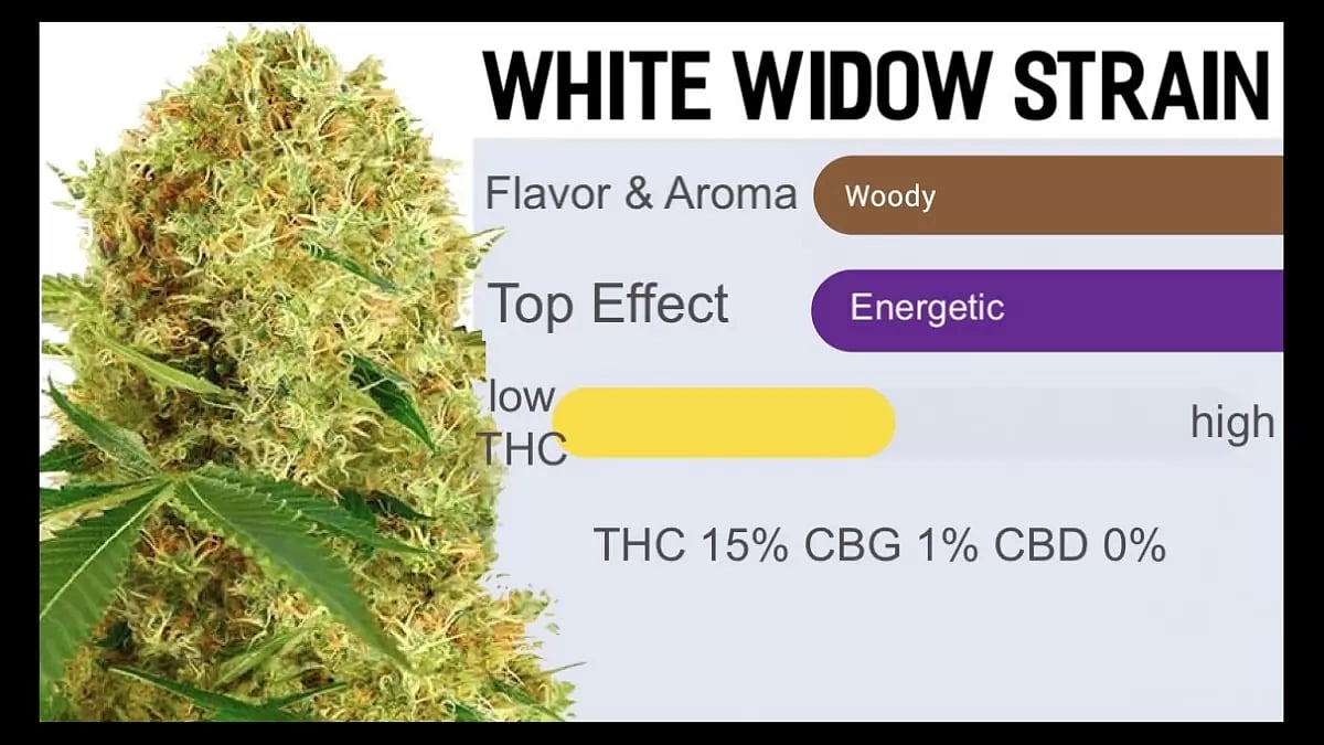 White Widow Strain Review 