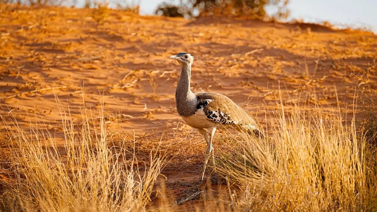  Migratory houbara bustard