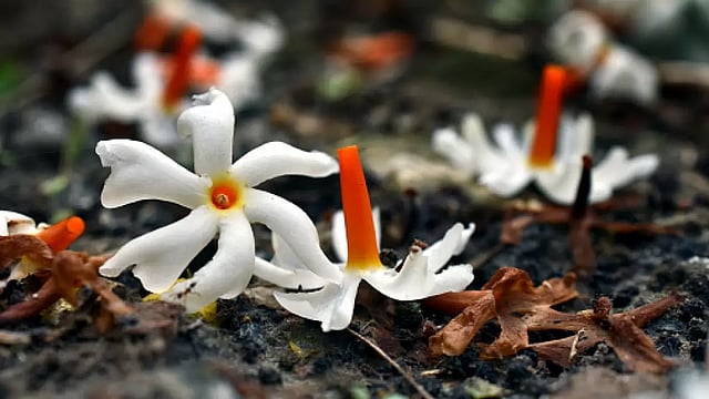 Fragrant Memories: The Quintessential Smells Of Home