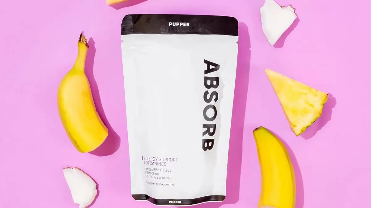 20 best probiotics for dogs with allergies