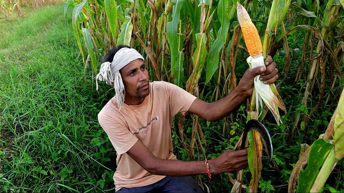 Khattu Makha, a Bhil Adivasi farmer from Gamaniya Hameera village plucking a cob of maize from the f