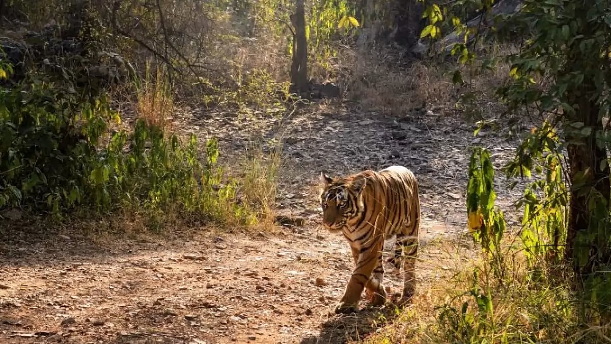 Representative image