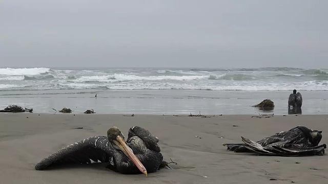 13,000 Pelicans Die From Bird Flu Along Pacific Of Peru 