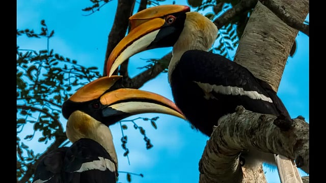 The Legend Of The Great Hornbill In Nagaland