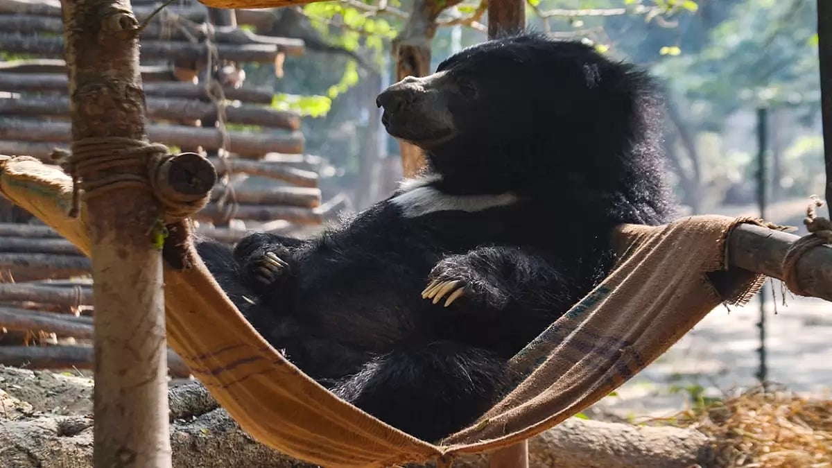 Agra Bear Rescue Facility centre