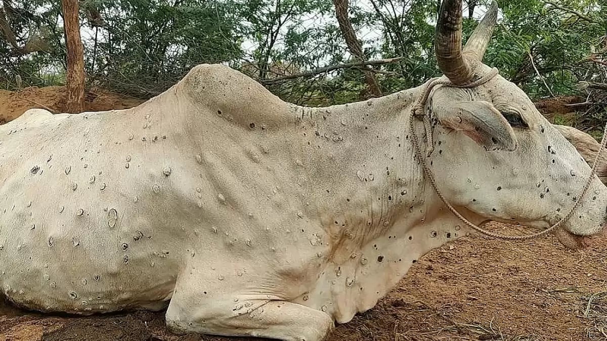 Animals infected with Lumpy Skin Disease