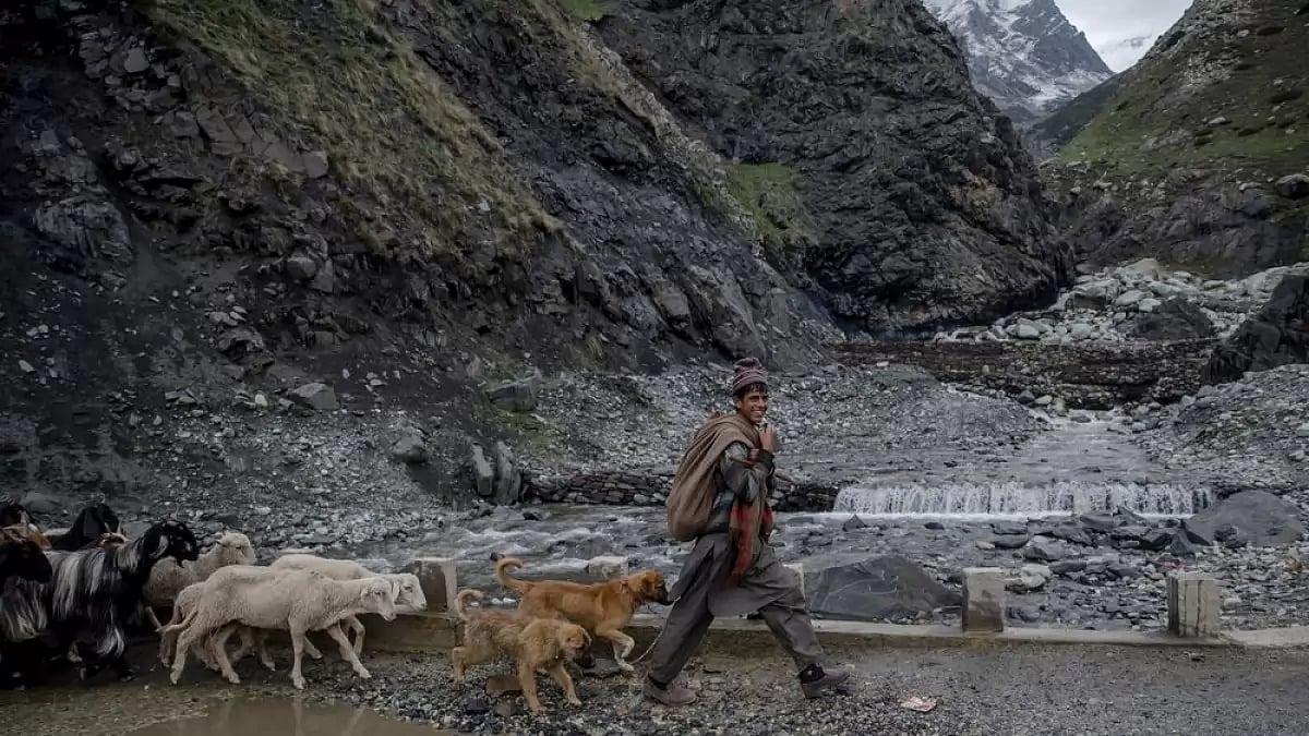Bakerwal boy leads the heard of sheep and goats in south Kashmir.