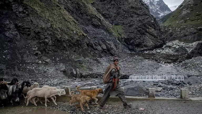 Bakerwal boy leads the heard of sheep and goats in south Kashmir. - null