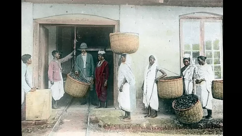 A 1910 image of workers bringing harvested tea to colonists