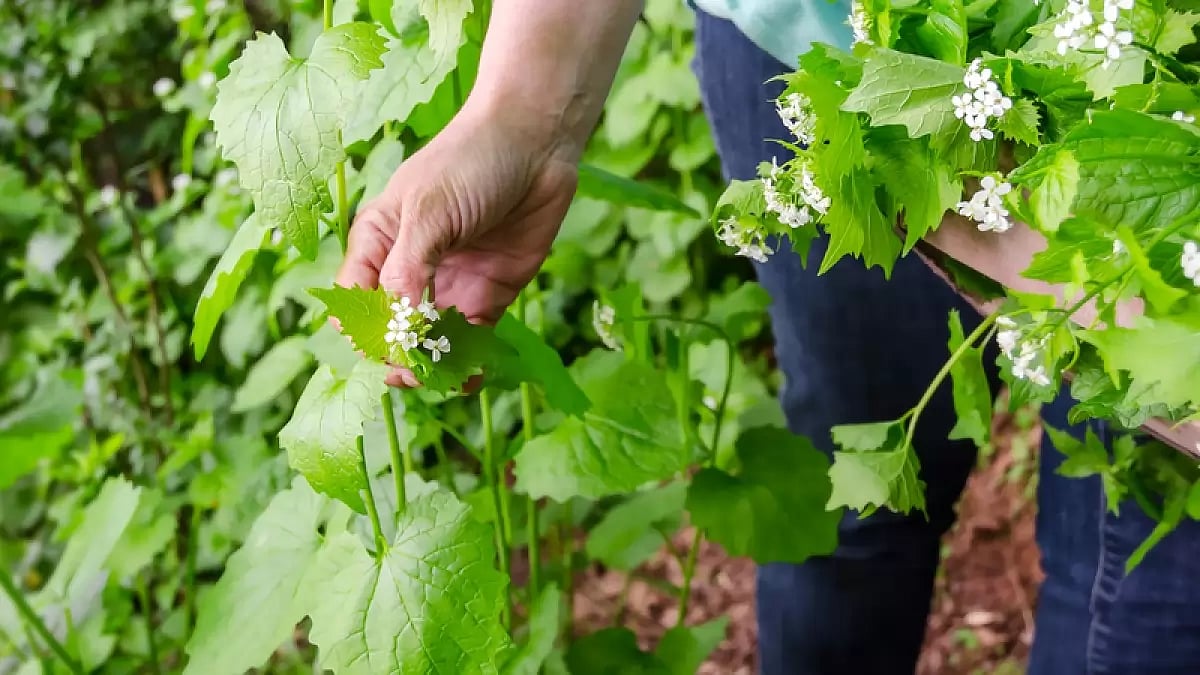  Earth is losing potential medicinal plant 