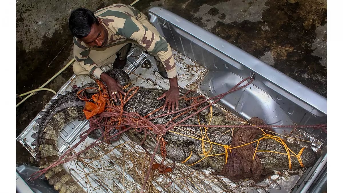 Crocodile was rescued