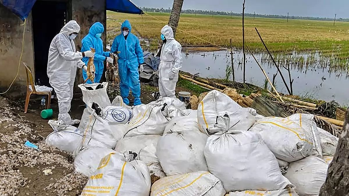 Bird flu in Kottayam