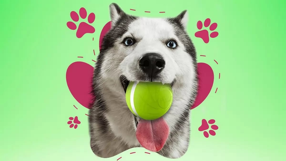Zippy Pet Ball Reviews