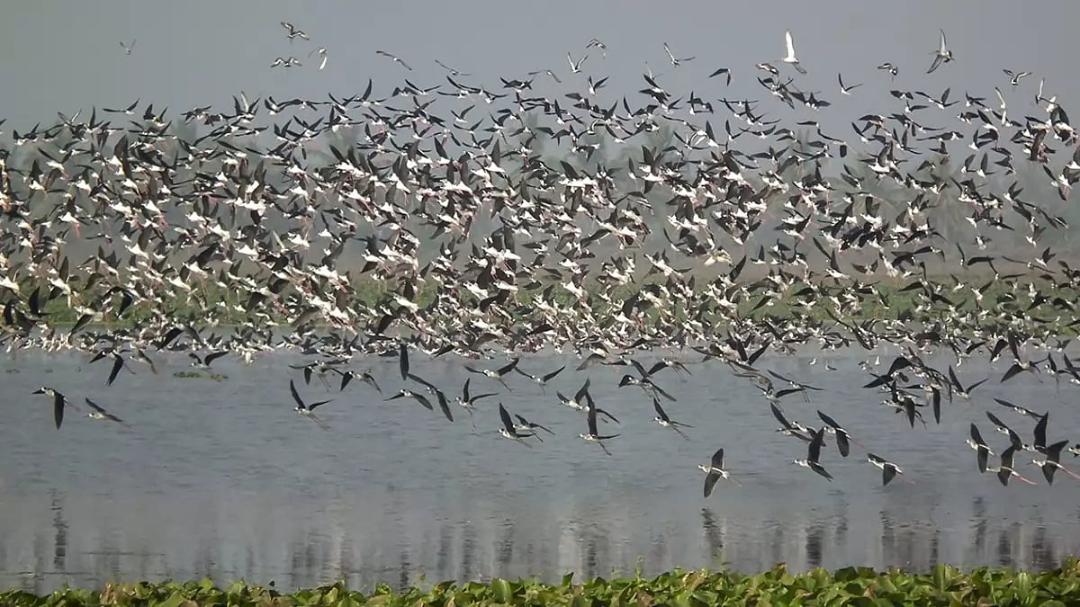 Migratory birds at the Eluru Lake