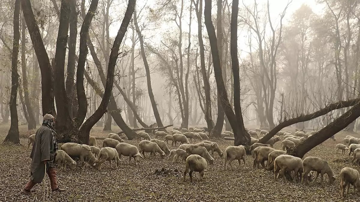 Weather: Cold winter in Srinagar