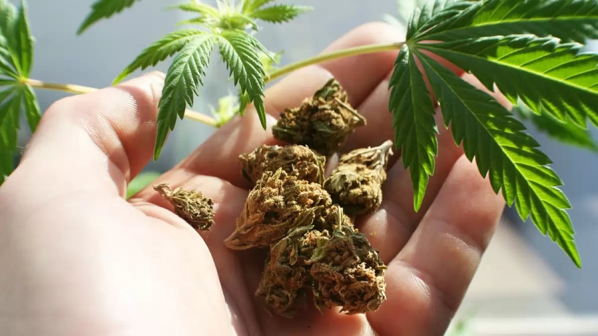 Ganja Smuggling (Representative Image)