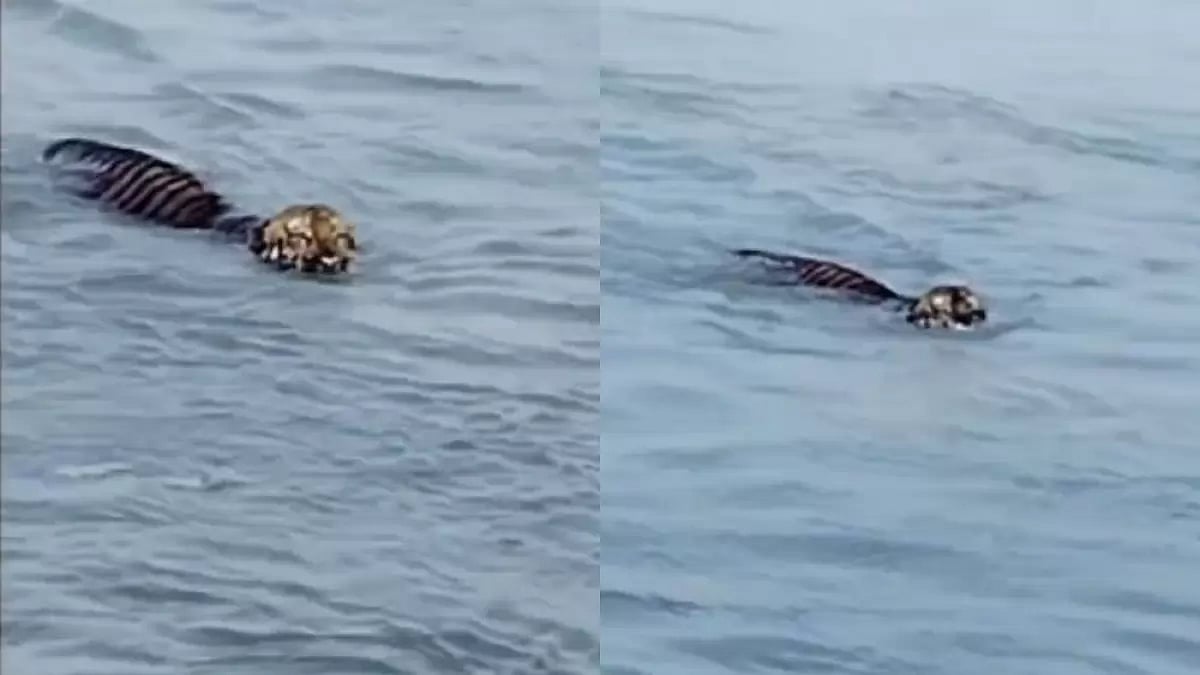 Screenshot of a Royal Bengal Tiger swimming.