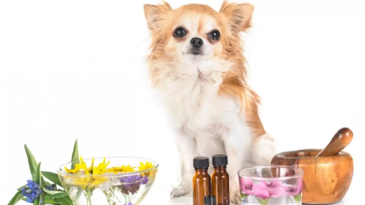 Best CBD Oil For Dogs